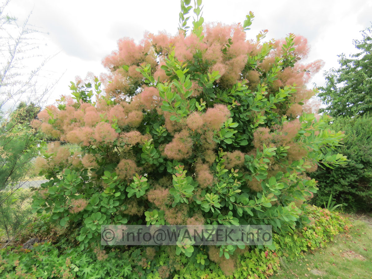 Cotinus coggygria Rubrifolius 01.JPG